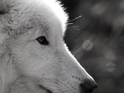 Wolf Polarwolf Wild Animal