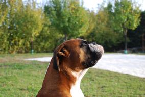 Boxer Dog Relaxation garden