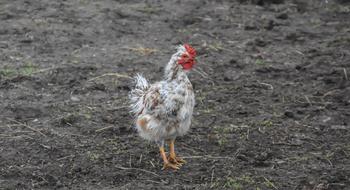 Chicken Farm Bird