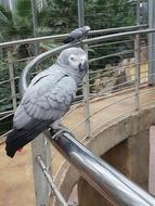 New Parrot