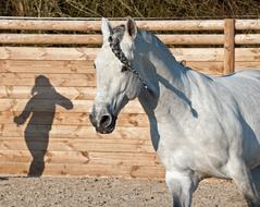 Horse Shadow Silhouette
