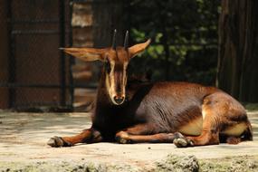 sleeping animal at the zoo