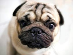 Portrait of the cute and beautiful, colorful pug dog
