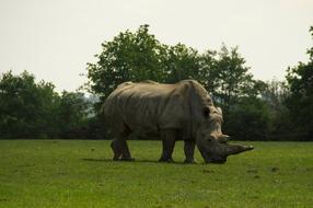 Rhinoceros and green grass