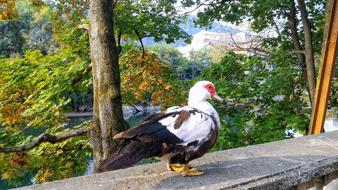 Beautiful and colorful, cute duck, among the colorful and beautiful plants in the park