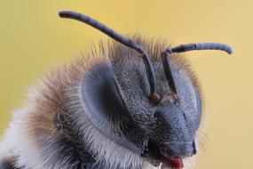 Macro Insect face
