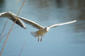 Seagull Bird Water fly