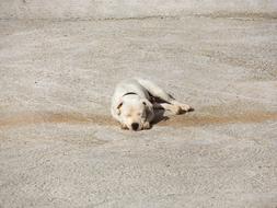 Cute, colorful and beautiful dog, sleeping in light