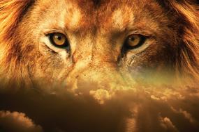 lion eyes sky head face wildlife