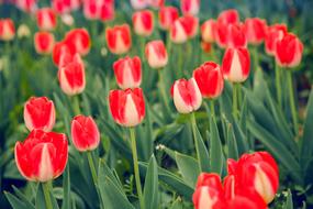 Tulip Red And White Natural