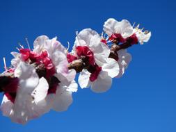 Flowery Branch Flowers Apricot