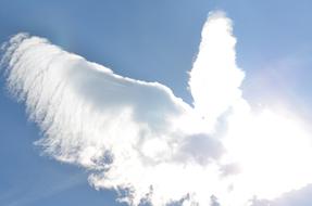 White bird in sunlight