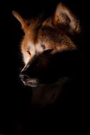 Dog Akita Fox shadow