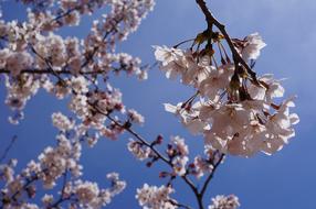 Spring Cherry Blossom