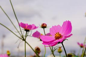Cosmos Flowers