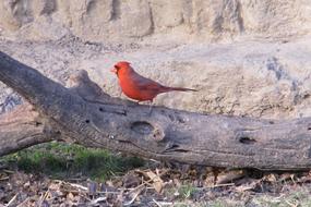 bird red cardinal on a log