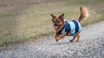 Small Dog running along the path in clothes