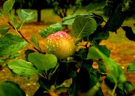 Apple Fruit Rain Drop Of
