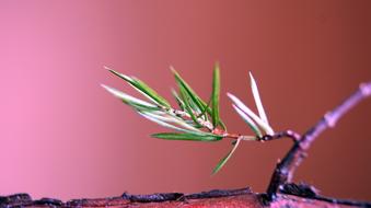 Sprig Juniper Pins A Wild