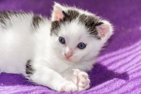 cute black and white kitten on a purple plaid