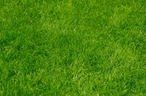 green Grass, Wallpaper, Background