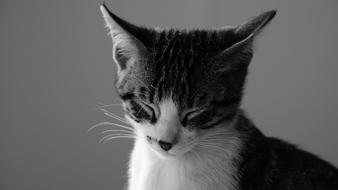 Black and white photo of the beautiful and cute cat with the dream