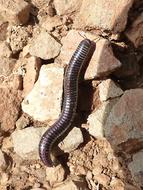 A black caterpillar on the rocks