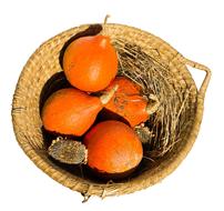 Beautiful, red and orange, shiny pumpkins in the wicker basket, at white background