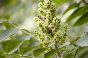 Bees Insect on plant