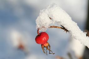 delicious berry with snow