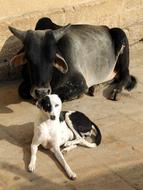 The dog and the bull are resting