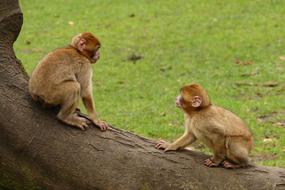 photo of two barbarian macaques in a zoo in Morocco