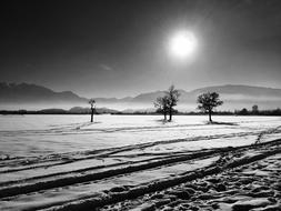 winter trees sun landscape