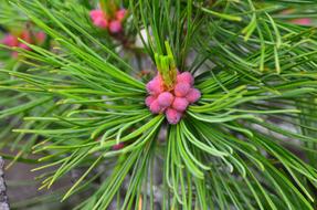 nature fruits green