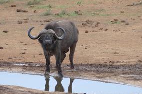 Buffalo in the water on safari