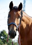 Portrait of the cute and beautiful, brown horse, in shadow and light