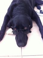 A black dog lying on the floor