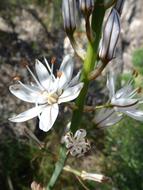 wild flowers are white and beautiful