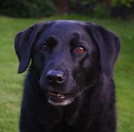Portrait Labrador Black face