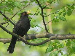 A black bird in the trees