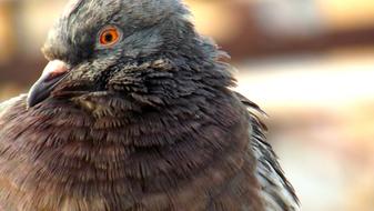 Profile portrait of the beautiful, cute and colorful pigeon with orange and black eye