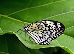 macro photo of a beautiful black and white butterfly on a green leaf