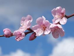 Sakura blossom smells