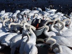 a flock of white birds by the water