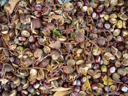 dry leaves with chestnuts in the forest