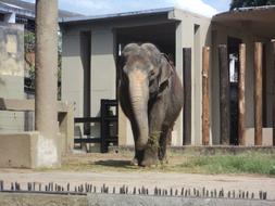 Elephant Giant animal