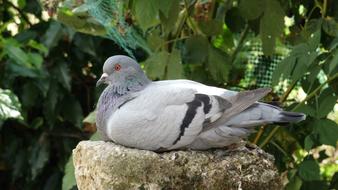 Beautiful and colorful bird lying on the stone among the plants