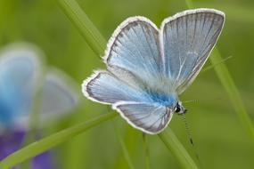 Mongolia butterfly blue