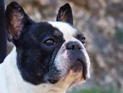 Portrait of the beautiful and cute, black and white French Bulldog, at blurred background