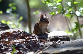 Cute, colorful and beautiful Easter chipmunk, among the plants, in sunlight
